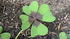 Vierbl&auml;ttriges Kleeblatt als Symbol f&uuml;r Gl&uuml;ck