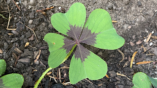 Foto eines vierblättrigen Kleeblatts auf frischer Erde