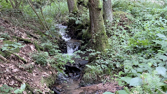 Foto eines Bachlaufs im Wald. Mit dem Klick auf dieses Bild erklärst du dich einverstanden mit den Nutzungsbedingungen und kannst mein Bachlauf-Video auf uTube anschauen.