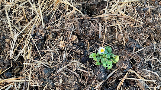 Blümchen im Misthaufen als Sinnbild für Positives Denken