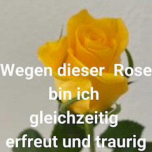 Wegen dieser Rose bin ich gleichzeitig erfreut und traurig