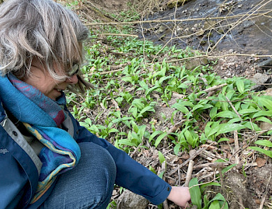 Bärlauch sammeln für Salate, Kräuterquark und Pesto am 25. März
